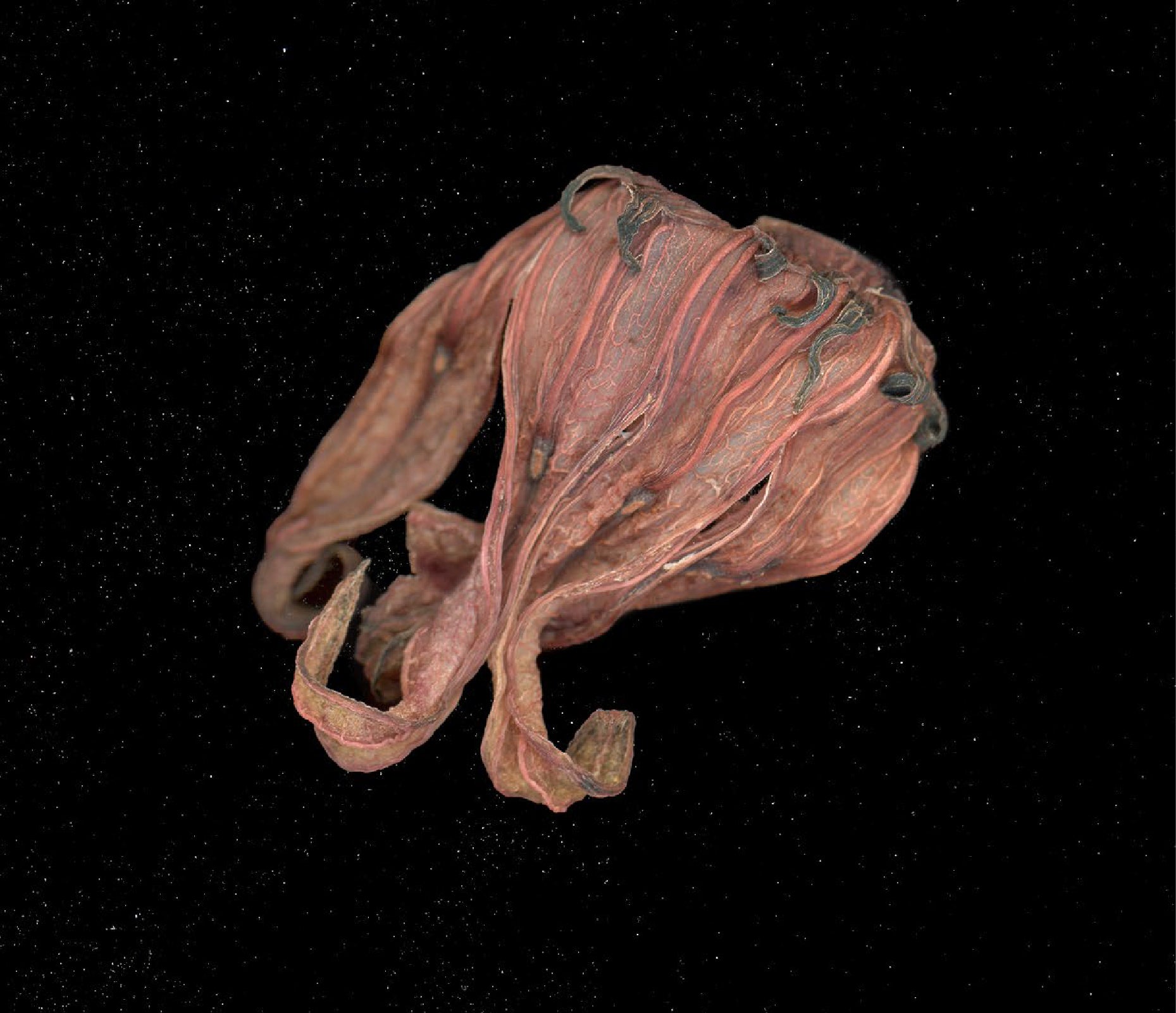 SEMILLA FLOR DE JAMAICA