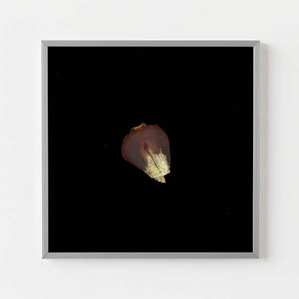 CORN SEED