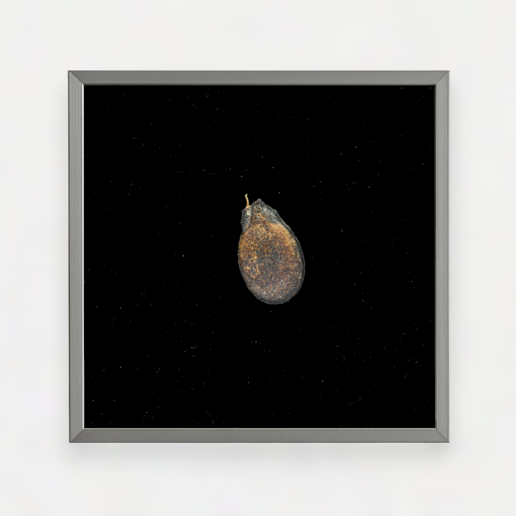 Creole Watermelon Seed