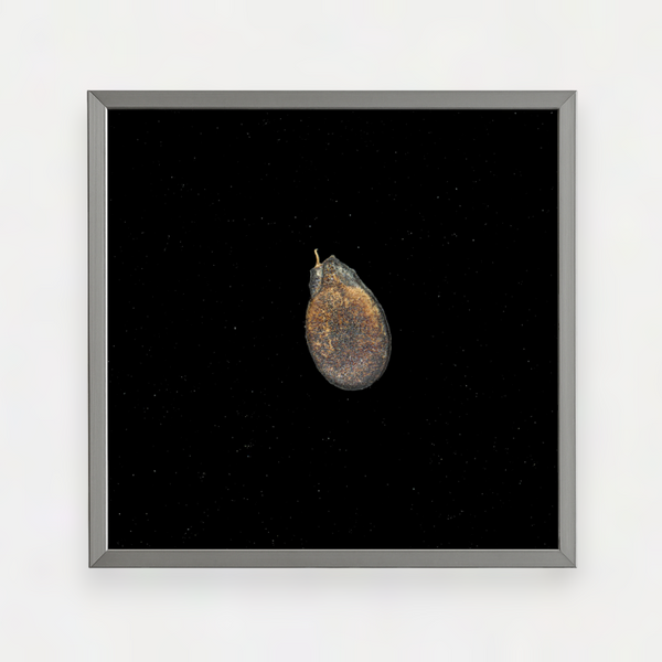 CREOLE WATERMELON SEED
