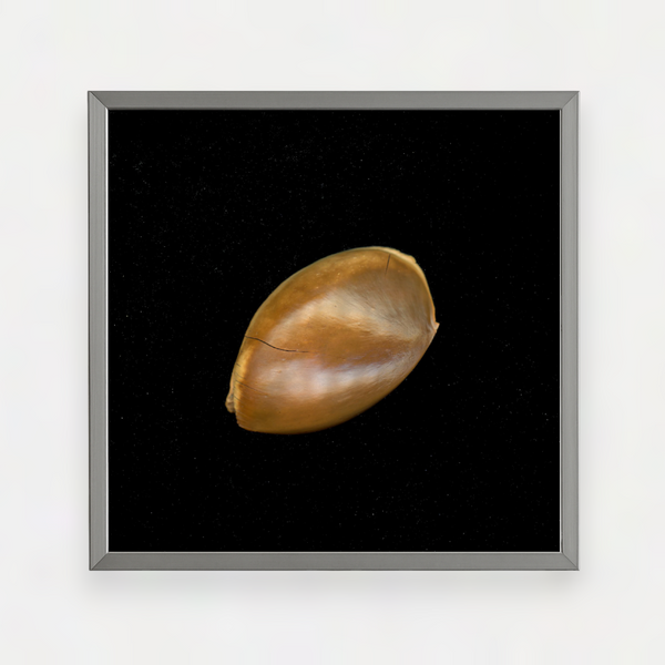 SAPOTE SEED